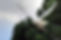 snowy-owl-3303888_1280.jpg