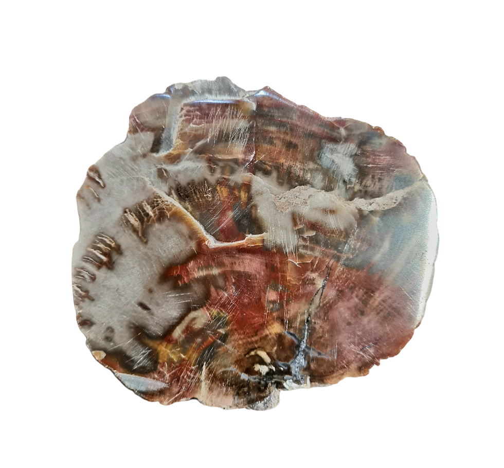 Selon la tradition le Bois fossile est une pierre d'enracinement, elle nous aide à garder les pieds sur terre