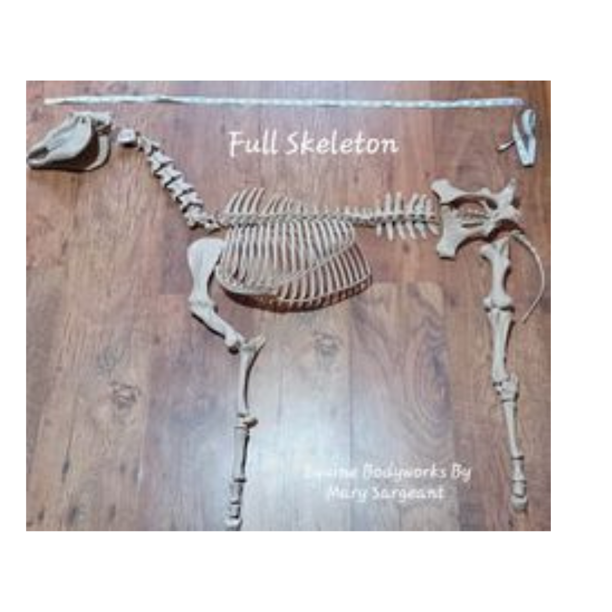COMPLETE EQUINE SKELETON – LEARNING MODEL