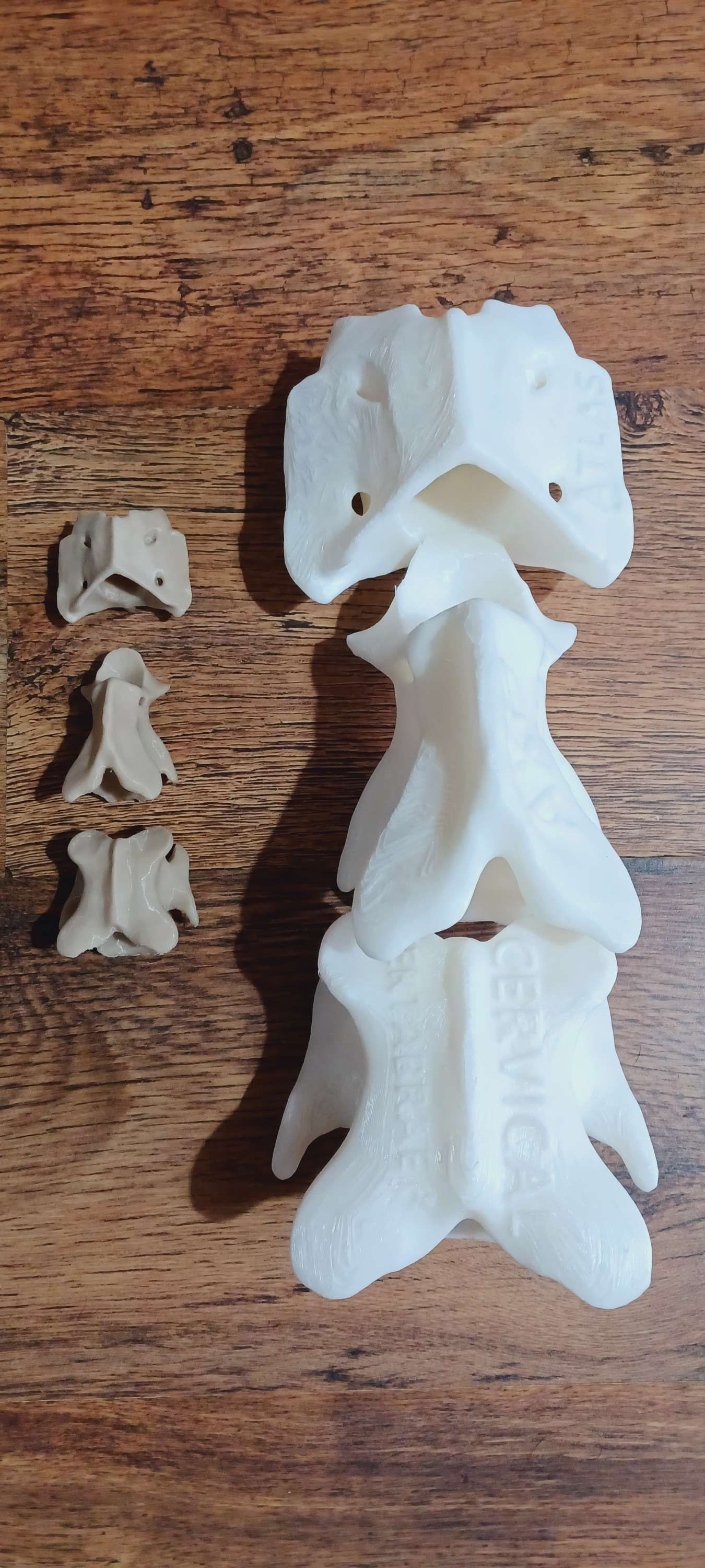 Lifesize vertebrae (Equivalant to large horse)