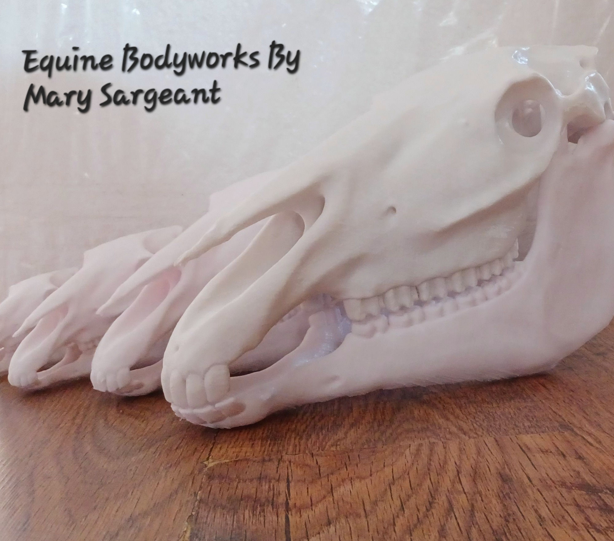 Small Equine Skull And Mandible