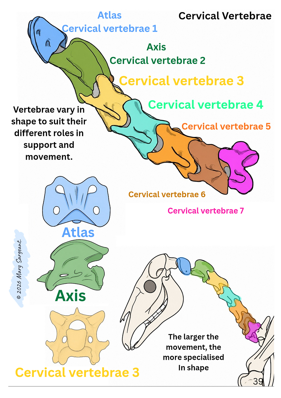 Thumbnail: Easy Equine Anatomy Part 1: The Equine Skeleton Educational PDF