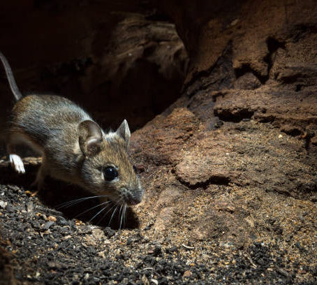 How to Keep Mice Out of Your Colorado Home.