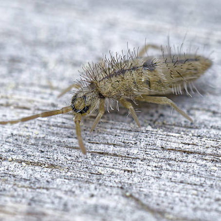 Springtail Control in Colorado: Address Moisture Pest Early