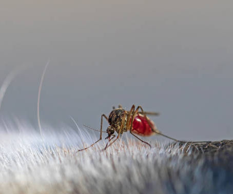 Mosquito Control in Colorado: Reclaim Your Backyard