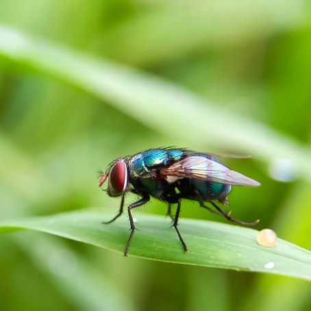 Fly Control in Colorado: Stop Disease Spread