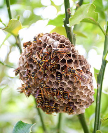 Wasp Control in Colorado- How to Protect Your Home This Summer