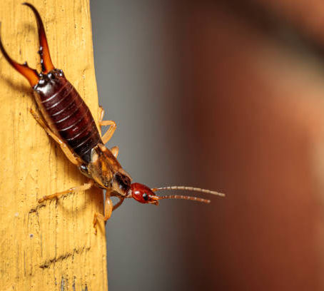 Earwig Control in Colorado: Remove Moisture-Seekers