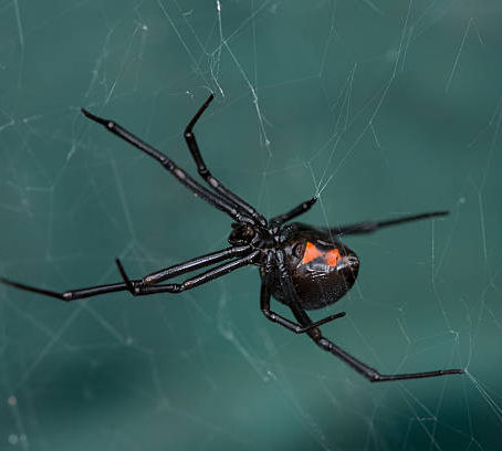 Spider Control in Colorado: Keep Spiders Out of Your Home