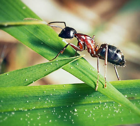 Ant Control in Colorado- Stop the Invasion Before it Grows