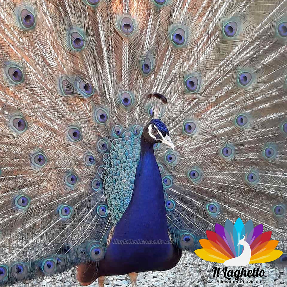 InShot_20220321_110153845