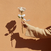 white rose, rose shadow, holding a rose, dior rose, rose with a ribbon
