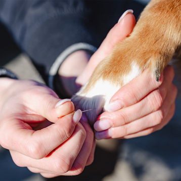 Tierphysio Weber in Erftstadt und Umgebung, Tierphysiotherapie am Hund, Akupunktur, Manuelle Therapie, Taping, Novafontherapie, Augbautraining, nach OP