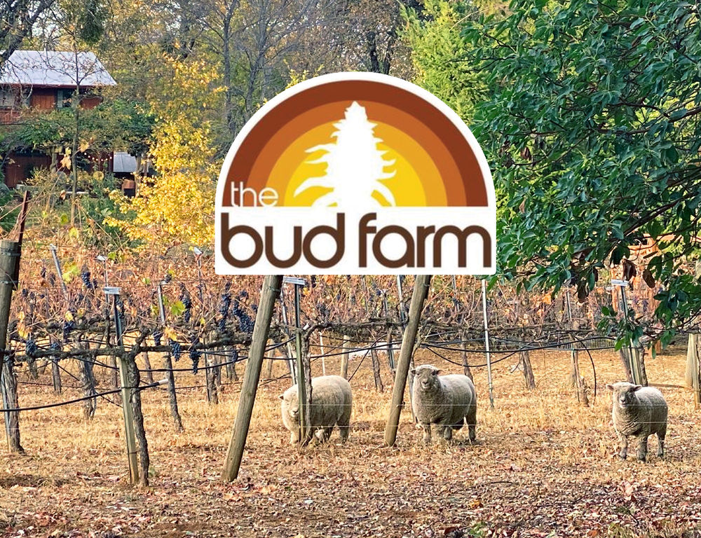 Chemistry Visits Finding New Life On An Old Vineyard At Bud Farm