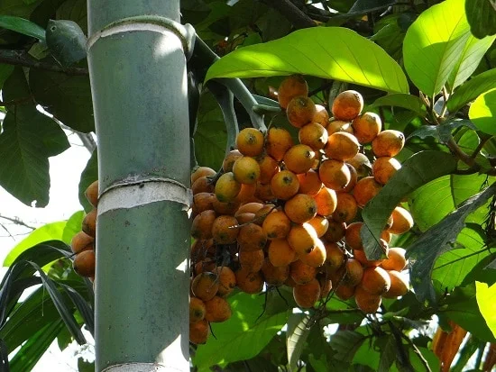Areca nut has been highly recommended for removing tapeworms and other intestinal worms and chewing this nut along with betel leaf, serves a natural mouth freshener and a laxative. It is also considered a strong digestive stimulant, diuretic, for strengthening heart muscles and regulating menstrual flow.