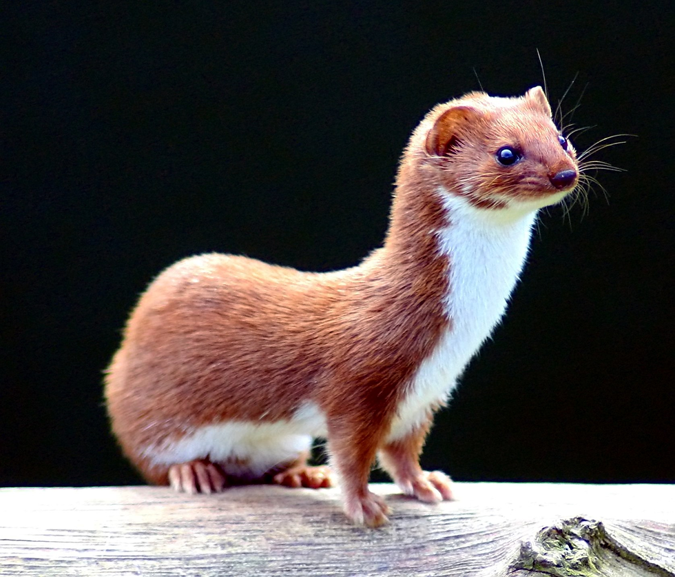 The small and fast weasel might tempt you to cuddle it, but beware. Weasels are curious and can be aggressive if startled. Moreover, they can carry dangerous diseases, making them unsuitable as pets.