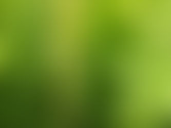 Flower Meadow Orchids