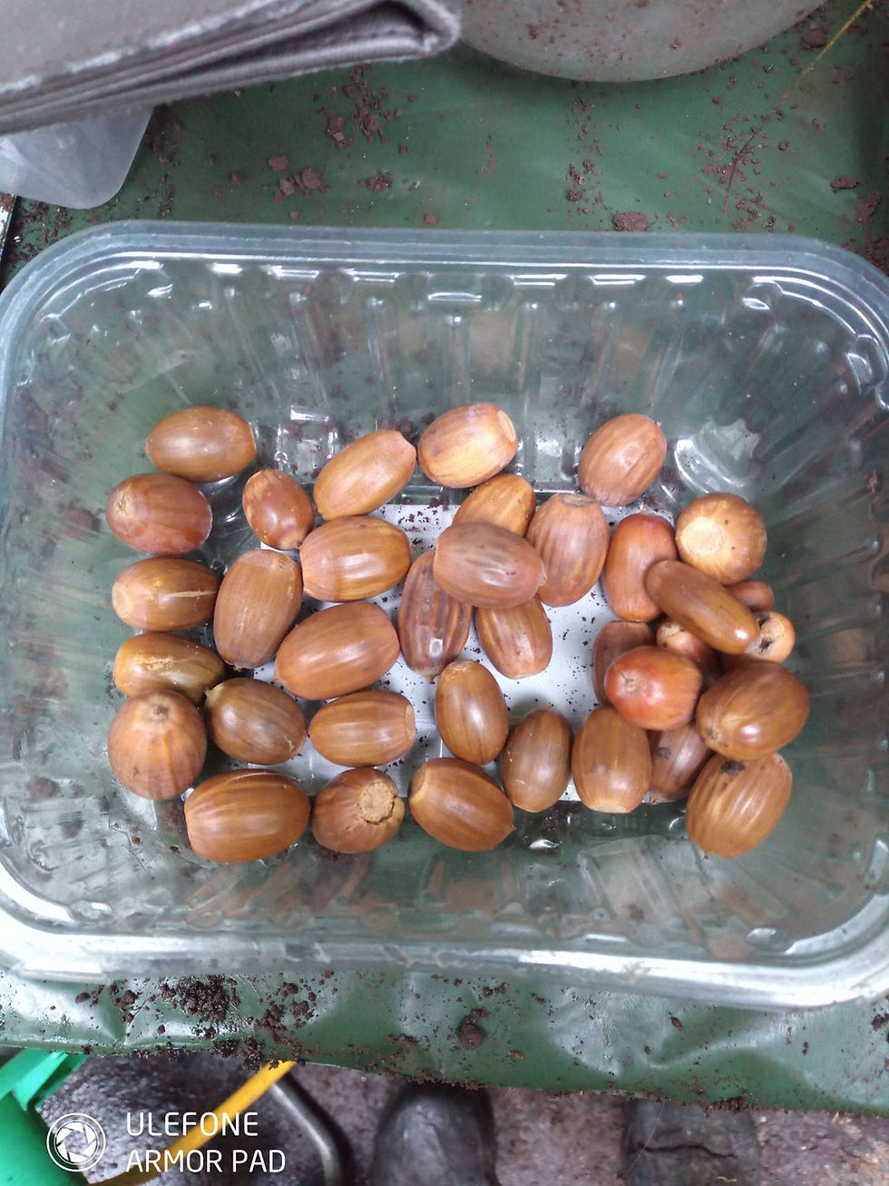 Sessile Oak, or the Northern Oak is the more common at the Glade
