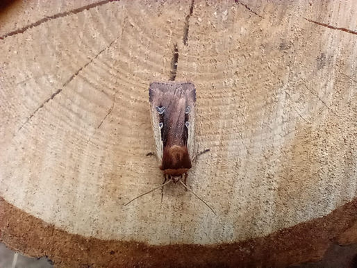 Moths 6th August, 2024