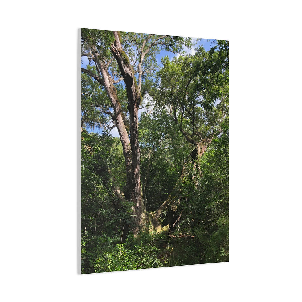 Thumbnail: San Bernard Oak - Texas Largest Live Oak Sunlit Forest Trees Matte Canvas