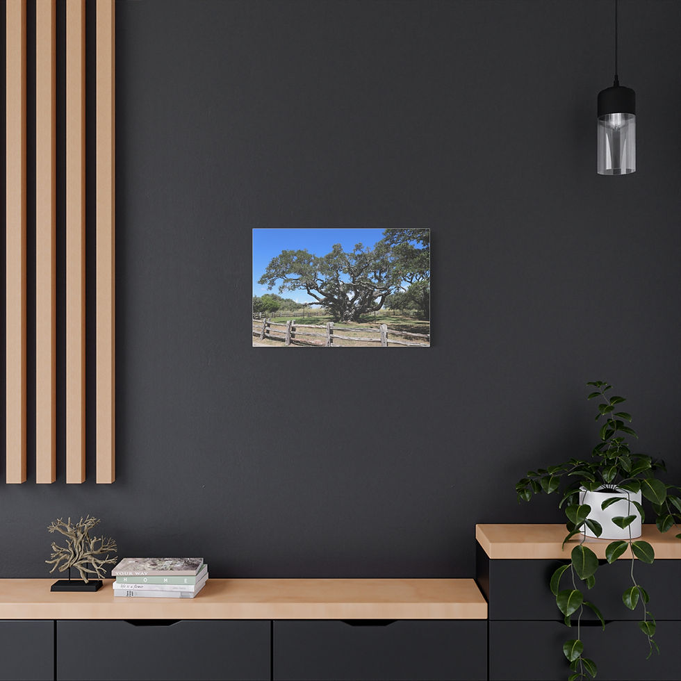 Thumbnail: Big Tree - Famous Largest Live Oak Tree Landscape Canvas Matte Stretched Canvas