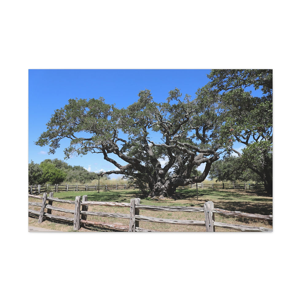 Thumbnail: Big Tree - Famous Largest Live Oak Tree Landscape Canvas Matte Stretched Canvas