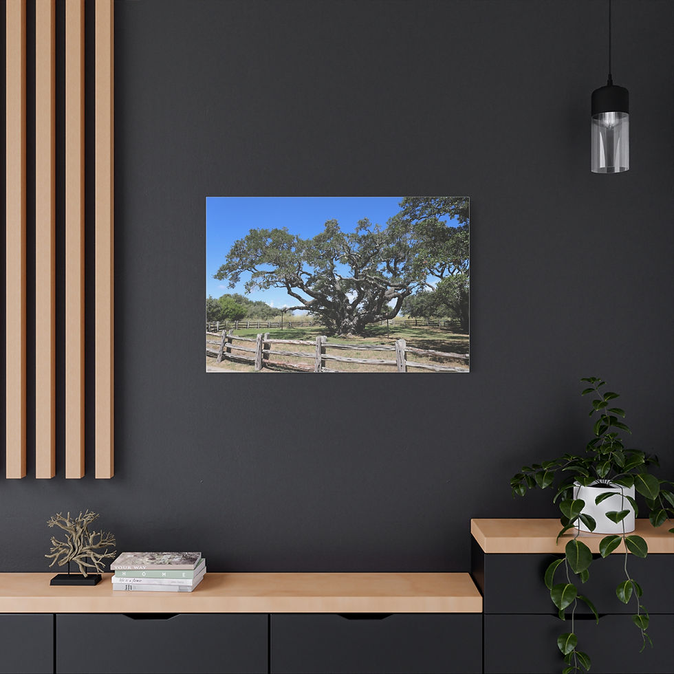 Thumbnail: Big Tree - Famous Largest Live Oak Tree Landscape Canvas Matte Stretched Canvas