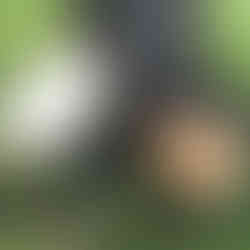 Kinnfolk's instruments, a bodhran and octave mandolin