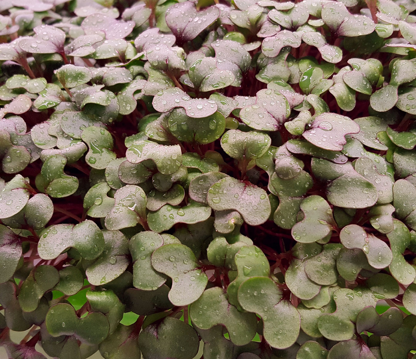 Cabbage Red Acre 2.5oz