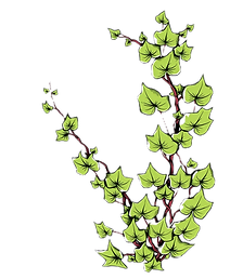 The vine of a pathos plant, just the vine_edited.png