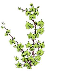 The vine of a pathos plant, just the vine_edited.png