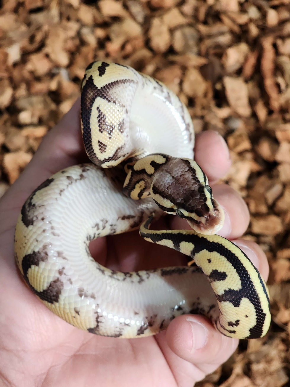 Thumbnail: Male FireFly Ball Python 