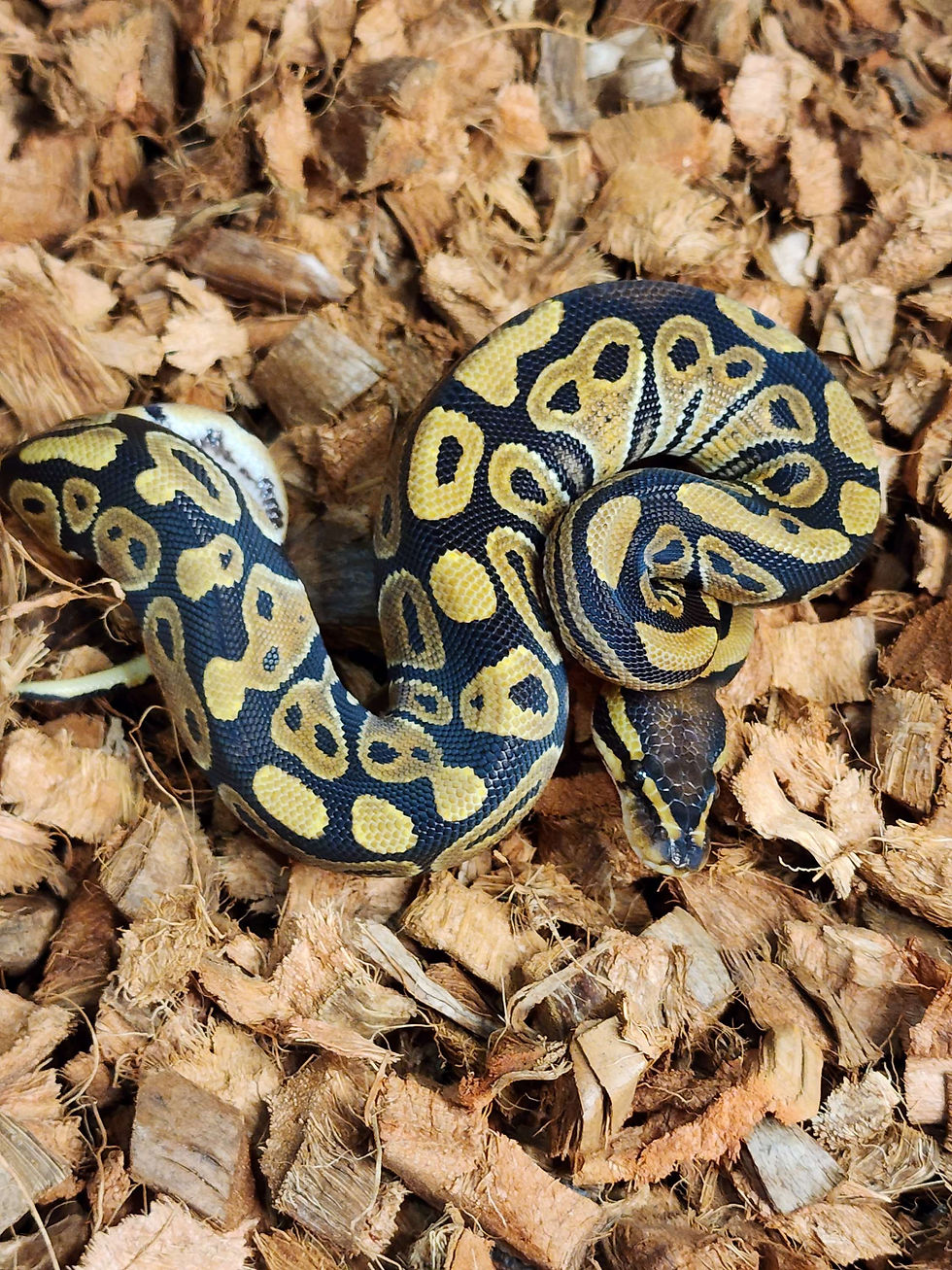Thumbnail: Female Fire Ball Python 