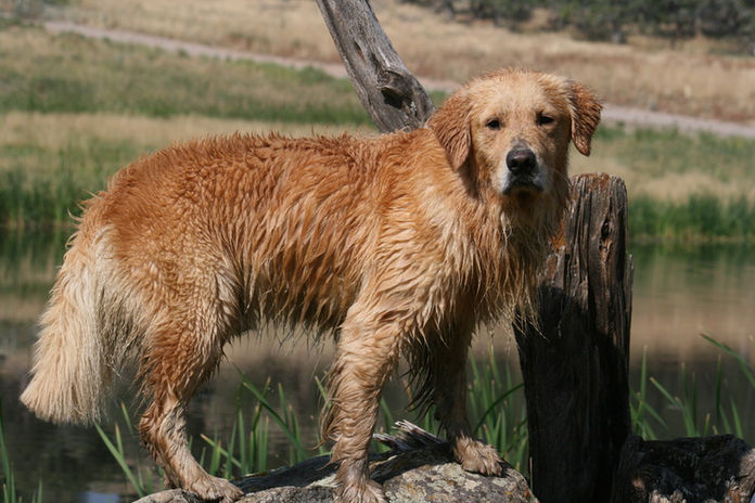 Golden Retriever Puppy