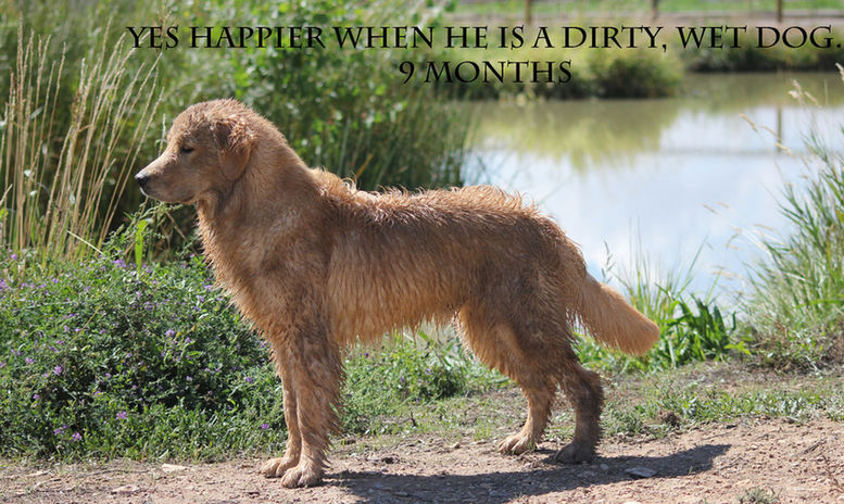 Golden Retriever Puppy