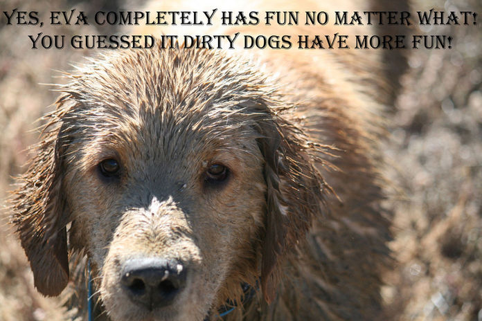 916_W-dirty-dogs-have-fun.jpg