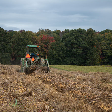 Selecting for Success: Digging up Weeds, Rocks, Potatoes, Oh My!