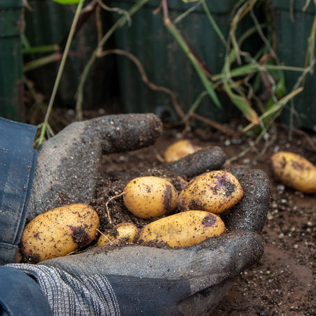 Selecting for Success: Good Things Come From Small Potatoes