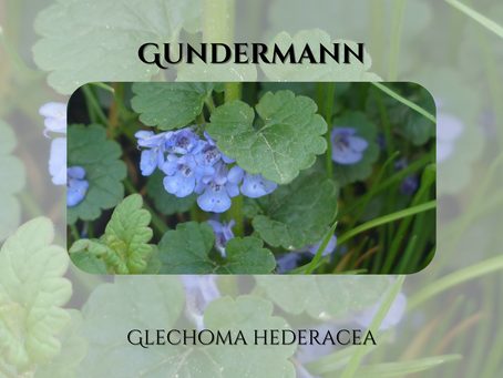 Gudermann (Glechoma hederacea)