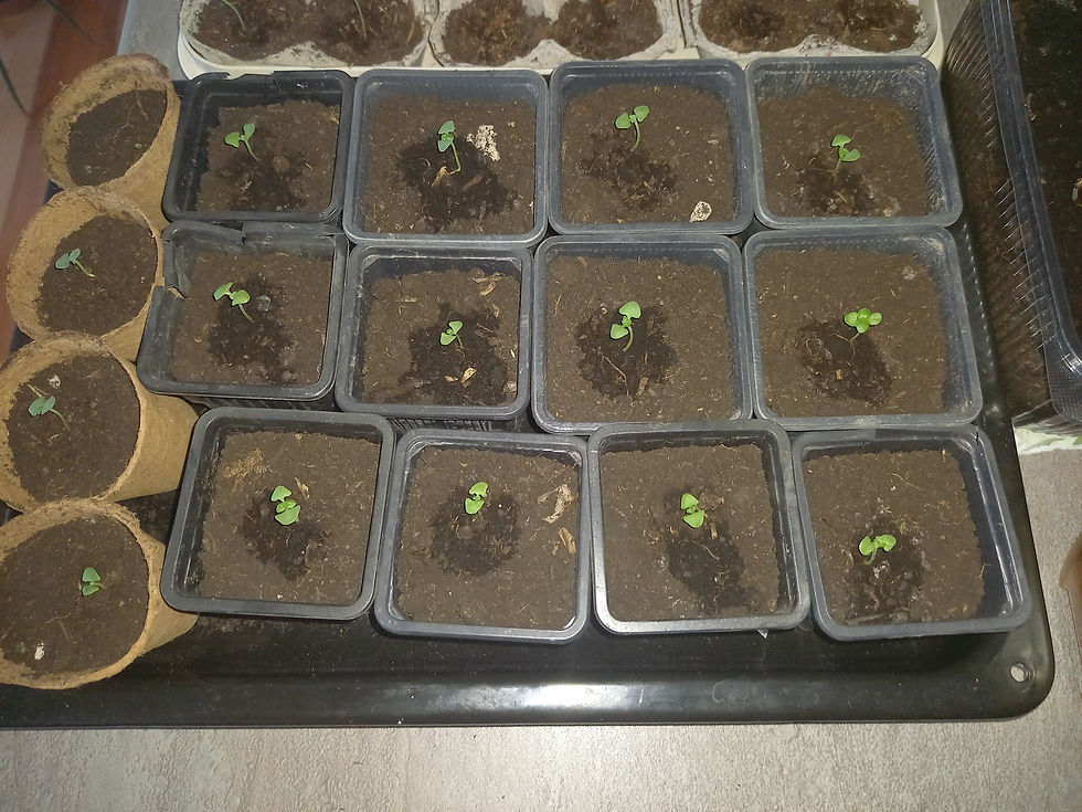 Basilikum ist nicht unbedingt ein Kraut für Anfänger. Stimmt jedoch die Umgebung und kümmert man sich genug um die Pflanze, gelingt die Aussaat im Topf fast immer.