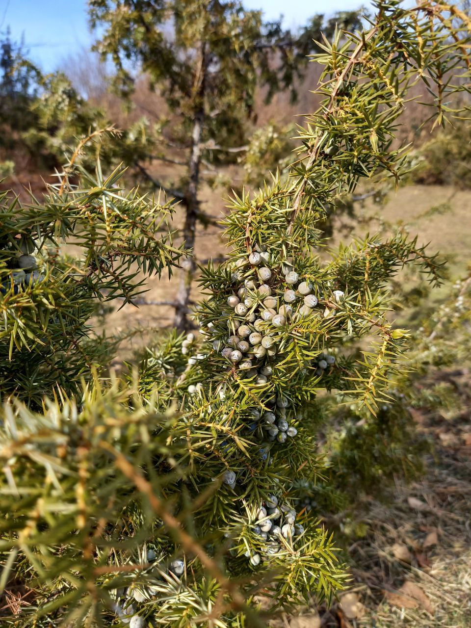 Aus den bestäubten, weiblichen Blüten entstehen rundliche Beerenzapfen, die im ersten Jahr grün sind und in drei Jahren zu bläulich schwarzen Beeren reifen