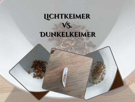 Lichtkeimer VS. Dunkelkeimer