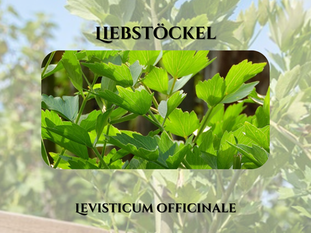 Liebstöckel (Levisticum officinale)