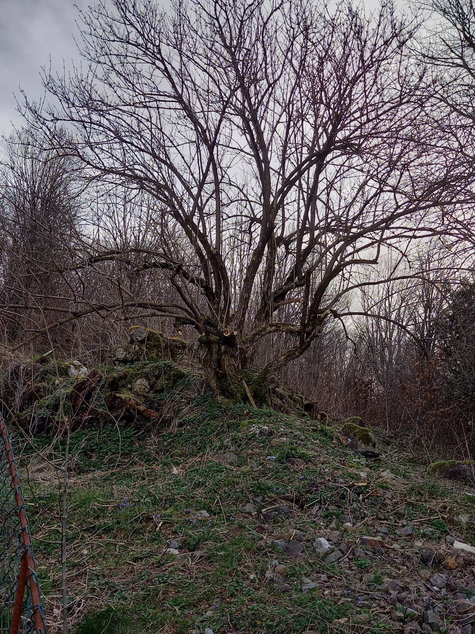 Der kleine Strauch oder Baum kann bis zu 7m hoch werden.