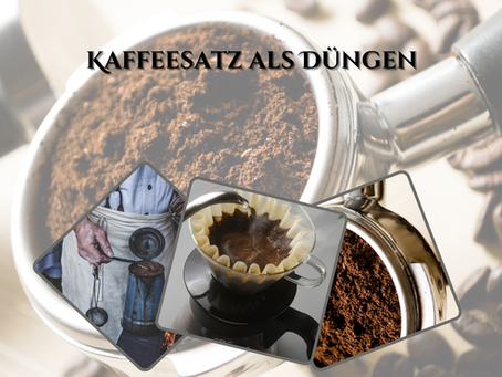 Kaffeesatz als Dünger