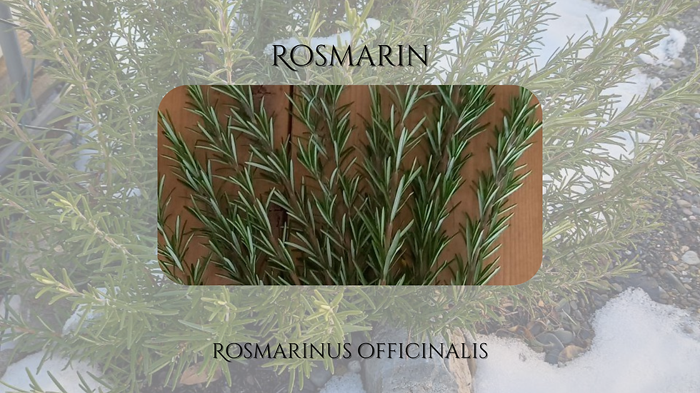 Rosmarin (Rosmarinus officinalis)