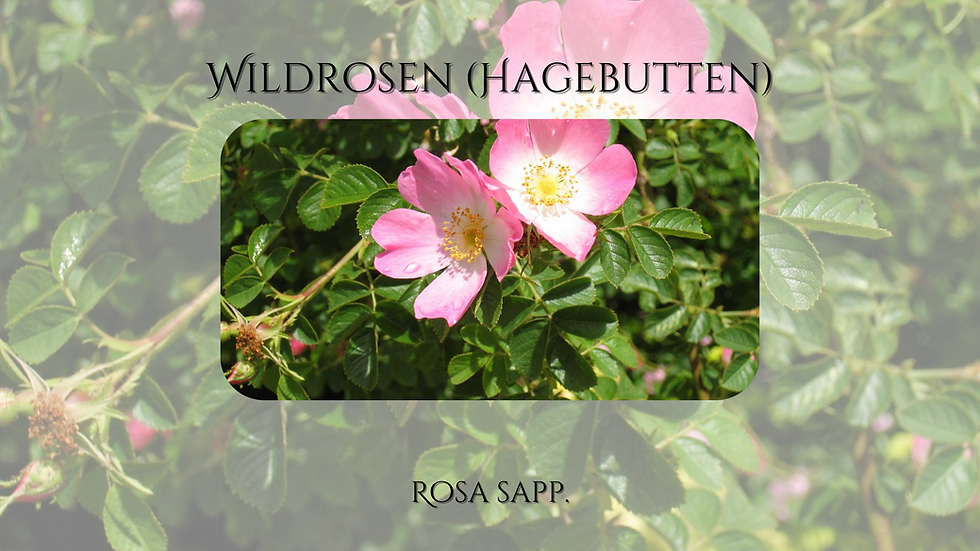 Die Blüten der Wildrose