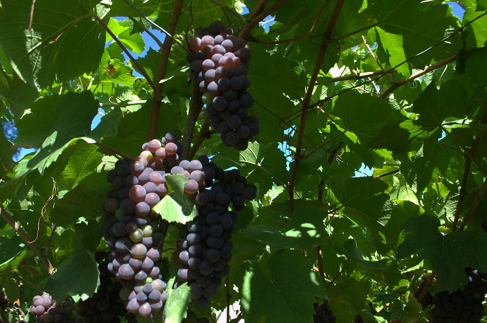 Montepulciano d'Abruzzo Avaro Palazzo Centofanti