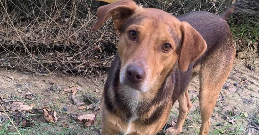 cane palazzo centofanti