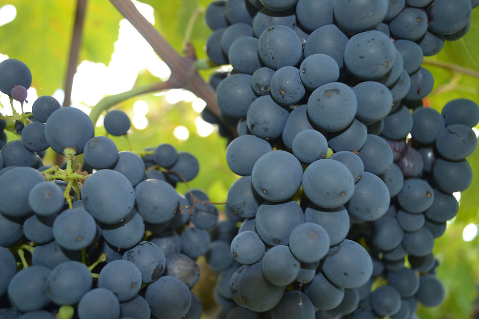 Montepulciano d'Abruzzo bio palazzo centofanti